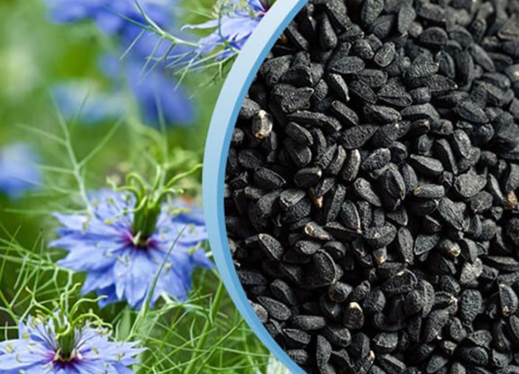 100 g Black Seed Powder / Schwarzkümmel Pulver