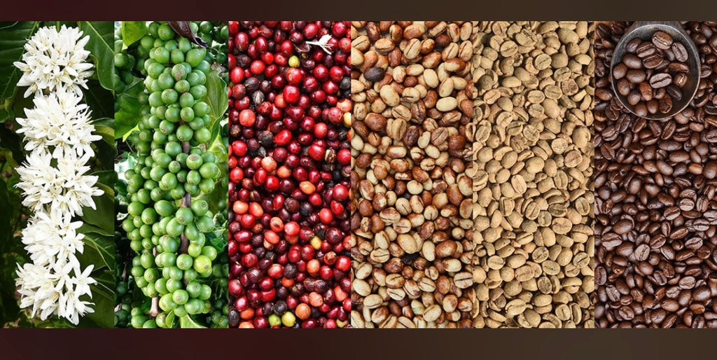 1 kg Ugandan Coffee / Kaffeebohnen aus Uganda