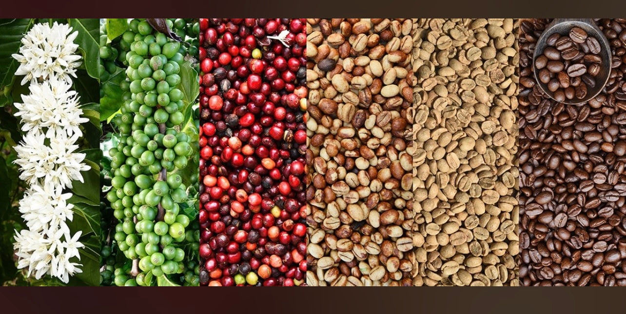 1 kg Ugandan Coffee / Kaffeebohnen aus Uganda